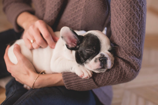 10 Essential Tips for New Dog Owners: A Guide to Pawsitive Beginnings
