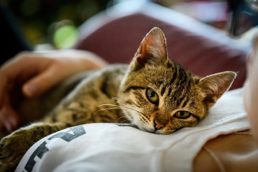 Creating a Cat-Friendly Home: Tips for Feline Happiness