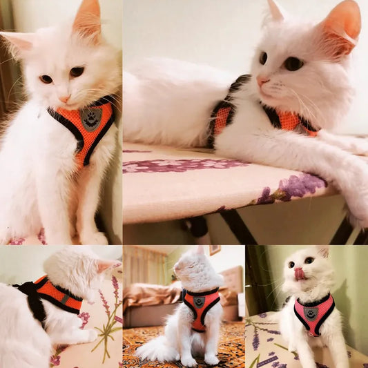 Cat Harness with Leash | Cat Harness Vest | Pets Market Dubai